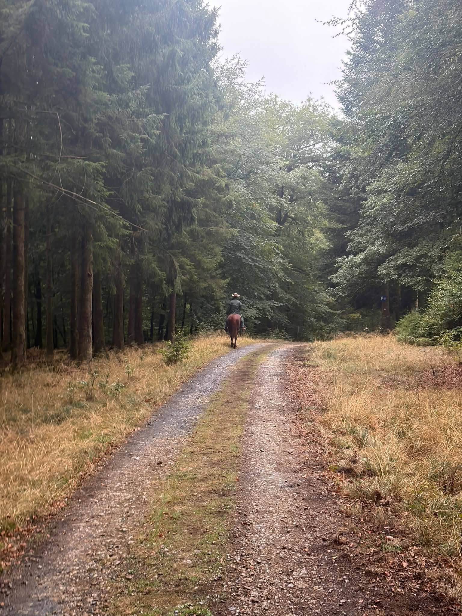 Balade en foret
