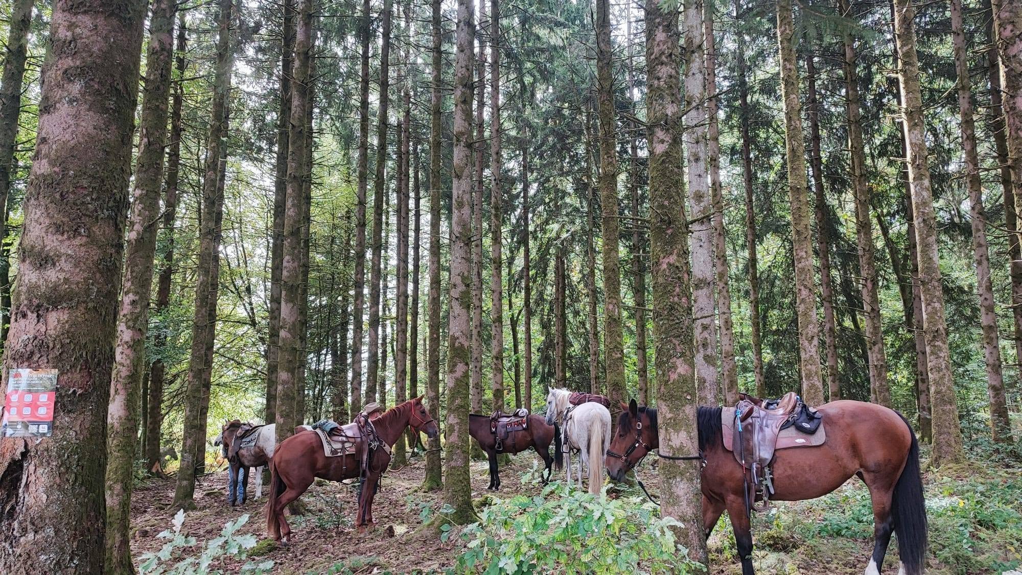 Balade à cheval en forêt