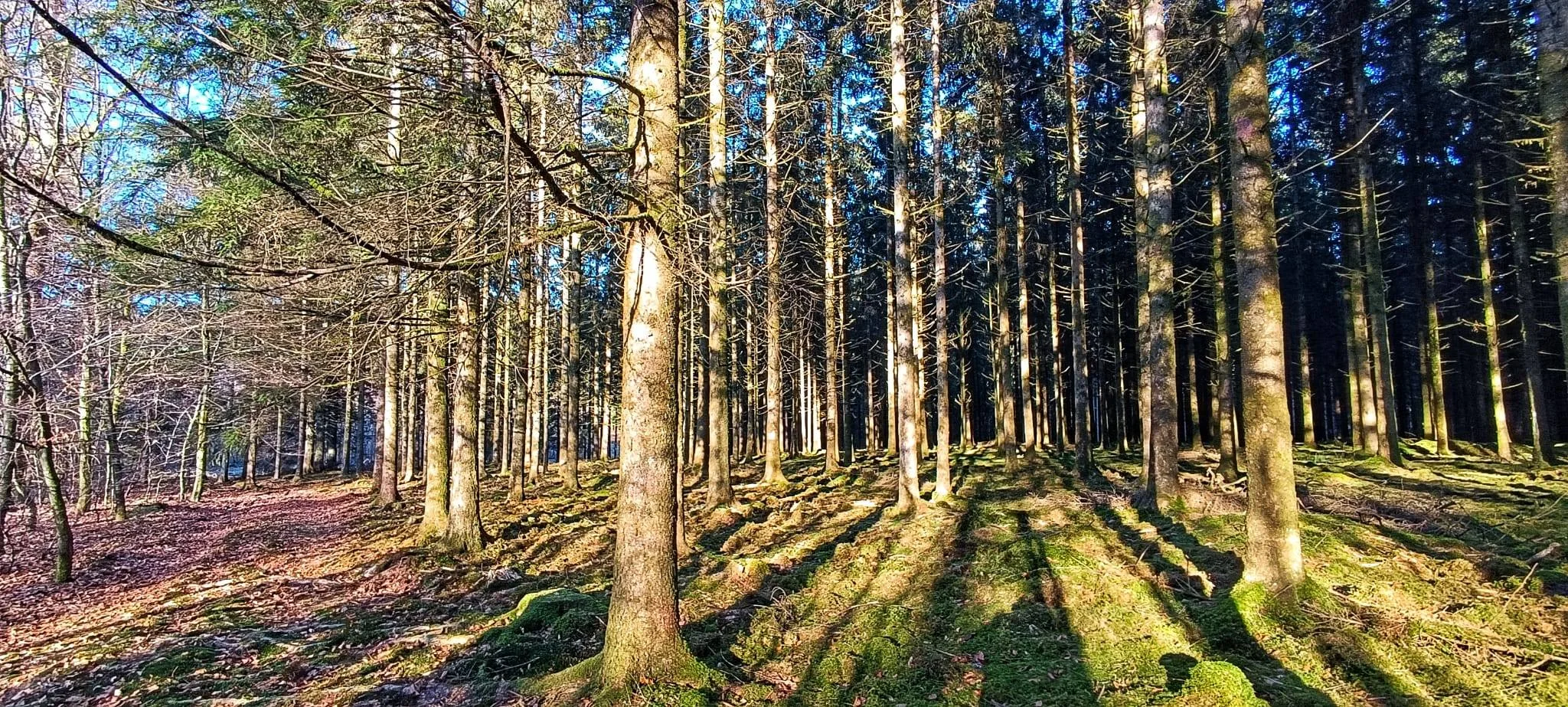 Foret à Martué Foret à Martué